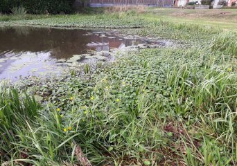 Waterteunisbloem in oppervlaktewater (Foto: Waterschap Hunze en Aa’s)