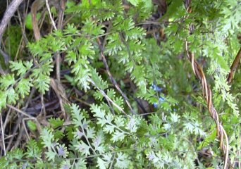 Vruchtbare blaadjes van Japanse klimvaren (Lygodium japonicum) (Foto: Forest & Kim Starr, Wikimedia Commons, 20037)