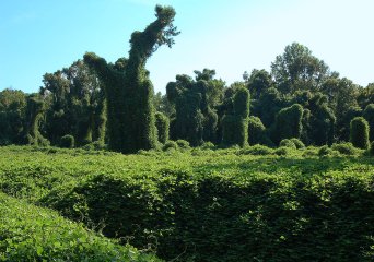 Bomen en struiken overwoekerd door kudzu (Pueraria montana var. lobata) (Foto: Gsmith, Wikimedia Commons, 2006)