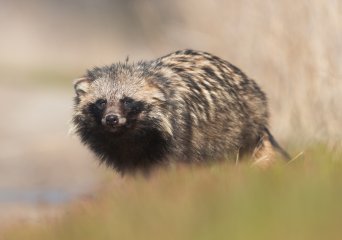 Wasbeerhond. (Foto: Ryzhkov Sergey, Wikimedia Commons, 2018)