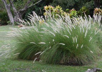 Fraai Lampenpoetsergras (Pennisetum setaceum) [bron: Kenraiz Krysztof Ziarnek, Wikimedia Commons, 2016] 