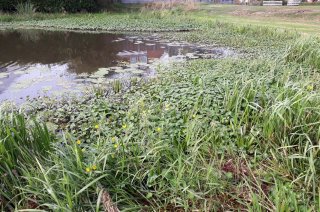 Waterteunisbloem in oppervlaktewater (Foto: Waterschap Hunze en Aa’s)