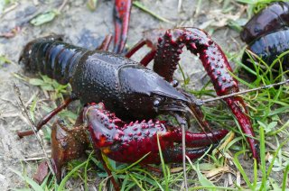 Rode Amerikaanse rivierkreeft, Procambarus clarkii (Foto EIS, Bram Koese) 