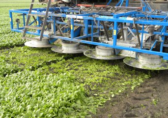 Mechanische oogst van spinazie voor de diepvriesindustrie