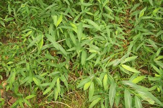 Japans steltgras (Microstegium vimineum) (Foto: Theresa Yednock, NPS USA, Wikimedia Commons, 2020)